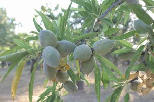 Masseria-Storica-Pilapalucci-Mandorle-di-Toritto-Presidio-Slow-Food2