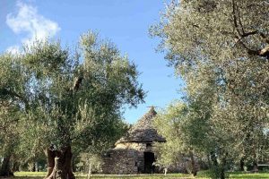 Masseria-Storica-Pilapalucci-Olio-Extra-Vergine-Di-O3liva